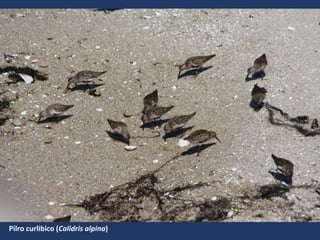 Pilro curlibico (Calidris alpina)
 