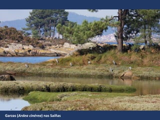 Garzas (Ardea cinérea) nas Saíñas
 