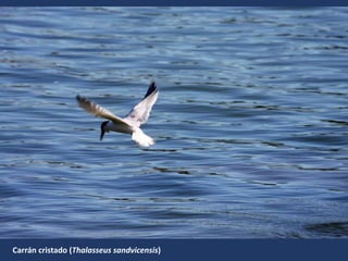 Carrán cristado (Thalasseus sandvicensis)
 
