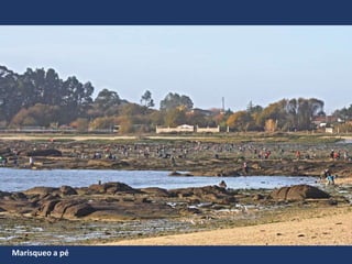 Marisqueo a pé
 
