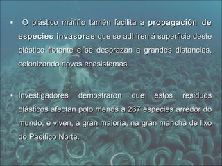 • O plástico mariño tamén facilita aO plástico mariño tamén facilita a propagación depropagación de
especies invasorasespecies invasoras que se adhiren á superficie desteque se adhiren á superficie deste
plástico flotante e se desprazan a grandes distancias,plástico flotante e se desprazan a grandes distancias,
colonizando novos ecosistemas.colonizando novos ecosistemas.
• Investigadores demostraron que estos residuosInvestigadores demostraron que estos residuos
plásticos afectan polo menos a 267 especies arredor doplásticos afectan polo menos a 267 especies arredor do
mundo, e viven, a gran maioría, na gran mancha de lixomundo, e viven, a gran maioría, na gran mancha de lixo
do Pacífico Norte.do Pacífico Norte.
 