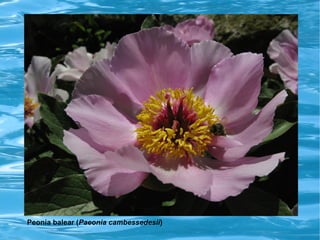 Peonía balear (Paeonia cambessedesii)
 