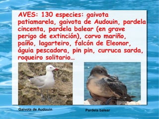 AVES: 130 especies: gaivota
patiamarela, gaivota de Audouin, pardela
cincenta, pardela balear (en grave
perigo de extinción), corvo mariño,
paíño, lagarteiro, falcón de Eleonor,
águia pescadora, pin pin, curruca sarda,
roqueiro solitario…
Gaivota de Audouin Pardela balear
 