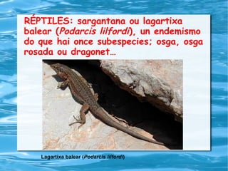 RÉPTILES: sargantana ou lagartixa
balear (Podarcis lilfordi), un endemismo
do que hai once subespecies; osga, osga
rosada ou dragonet…
Lagartixa balear (Podarcis lilfordi)
 