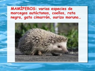 MAMÍFEROS: varias especies de
morcegos autóctonos, coellos, rata
negra, gato cimarrón, ourizo moruno…
 