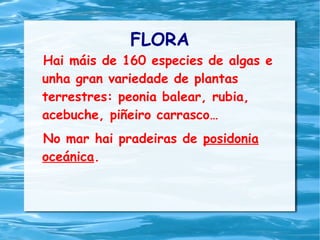 FLORA
Hai máis de 160 especies de algas e
unha gran variedade de plantas
terrestres: peonia balear, rubia,
acebuche, piñeiro carrasco…
No mar hai pradeiras de posidonia
oceánica.
 