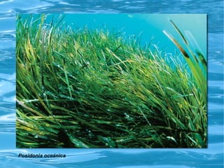 Posidonia oceánica
 