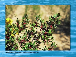 Aladierno (Rhamnus ludovici-salvatoris)
 