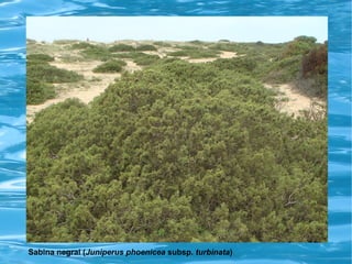 Sabina negral (Juniperus phoenicea subsp. turbinata)
 