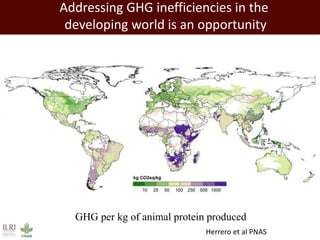 Feeding the world: Smallholders and livestock