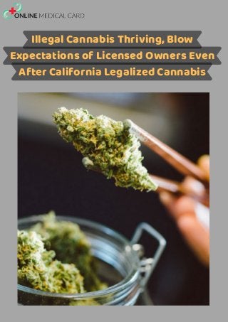 Illegal Cannabis Thriving, Blow
Expectations of Licensed Owners Even
After California Legalized Cannabis
 