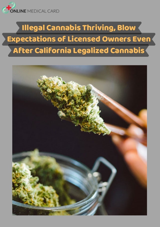 Illegal Cannabis Thriving, Blow
Expectations of Licensed Owners Even
After California Legalized Cannabis
 