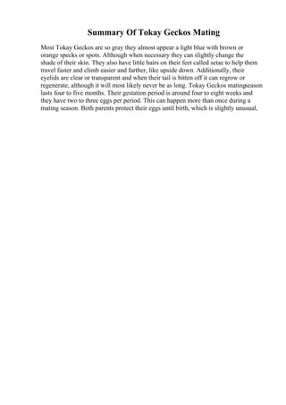 Summary Of Tokay Geckos Mating
Most Tokay Geckos are so gray they almost appear a light blue with brown or
orange specks or spots. Although when necessary they can slightly change the
shade of their skin. They also have little hairs on their feet called setae to help them
travel faster and climb easier and farther, like upside down. Additionally, their
eyelids are clear or transparent and when their tail is bitten off it can regrow or
regenerate, although it will most likely never be as long. Tokay Geckos matingseason
lasts four to five months. Their gestation period is around four to eight weeks and
they have two to three eggs per period. This can happen more than once during a
mating season. Both parents protect their eggs until birth, which is slightly unusual,
 