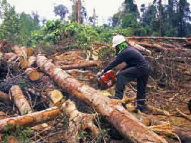 Timber Industry In The Philippines