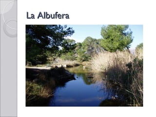 La Albufera
 