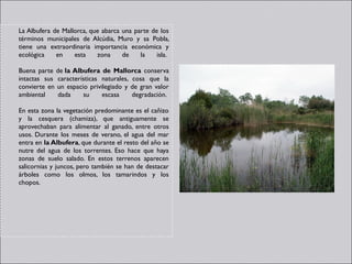 La Albufera de Mallorca, que abarca una parte de los
términos municipales de Alcúdia, Muro y sa Pobla,
tiene una extraordinaria importancia económica y
ecológica    en    esta    zona     de    la    isla. 

Buena parte de la Albufera de Mallorca conserva
intactas sus características naturales, cosa que la
convierte en un espacio privilegiado y de gran valor
ambiental    dada     su     escasa     degradación. 

En esta zona la vegetación predominante es el cañizo
y la cesquera (chamiza), que antiguamente se
aprovechaban para alimentar al ganado, entre otros
usos. Durante los meses de verano, el agua del mar
entra en la Albufera, que durante el resto del año se
nutre del agua de los torrentes. Eso hace que haya
zonas de suelo salado. En estos terrenos aparecen
salicornias y juncos, pero también se han de destacar
árboles como los olmos, los tamarindos y los
chopos. 
 