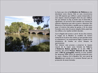La fauna que vive en la Albufera de Mallorca es tan
abundante como diversa. Sólo en aves, encontramos
unas 230 especies que nidifican o pasan temporadas en
este espacio natural protegido. Entre las que nidifican,
hay que destacar la foja, el ánade real, el avetorrillo, la
cigüeñuela y el carricerín. Pero también son muchas las
especies migratorias que sólo se paran a descansar (los
flamencos o las limícolas) y aquéllas que se instalan para
pasar el invierno (los patos, las garzas...). En las zonas
húmedas como ésta, los peces (anguila, lubina, pejerrey),
los anfibios y los reptiles también abundan. 
Con la llegada del turismo a partir de los años sesenta,
la imagen de la Albufera se modificó de manera
sustancial en la parte más costera, ya que grandes zonas
se urbanizaron, y se construyeron lagos y canales en los
alrededores de hoteles así como bloques de
apartamentos.
Para detener este proceso y preservar la riqueza
natural de la mayor zona húmeda de Mallorca,
el Gobierno Balear aprobó, en el año 1988, la
creación del primer Parque Natural de las islas,
con 1.700 ha protegidas. Además, el área también
fue declarada ZEPA (Zona de especial protección para
las aves) y Reserva de la Biosfera. Por otra parte, la
Albufera está incluida en el convenio Ramsar para la
protección de zonas húmedas.
 