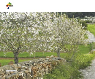 Blühende Mandelbäume
 