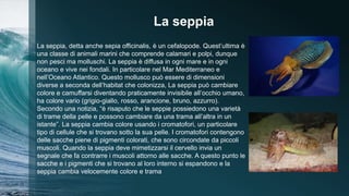 La seppia
La seppia, detta anche sepia officinalis, è un cefalopode. Quest’ultima è
una classe di animali marini che comprende calamari e polpi, dunque
non pesci ma molluschi. La seppia è diffusa in ogni mare e in ogni
oceano e vive nei fondali. In particolare nel Mar Mediterraneo e
nell’Oceano Atlantico. Questo mollusco può essere di dimensioni
diverse a seconda dell’habitat che colonizza, La seppia può cambiare
colore e camuffarsi diventando praticamente invisibile all’occhio umano,
ha colore vario (grigio-giallo, rosso, arancione, bruno, azzurro).
Secondo una notizia, “è risaputo che le seppie possiedono una varietà
di trame della pelle e possono cambiare da una trama all’altra in un
istante”. La seppia cambia colore usando i cromatofori, un particolare
tipo di cellule che si trovano sotto la sua pelle. I cromatofori contengono
delle sacche piene di pigmenti colorati, che sono circondate da piccoli
muscoli. Quando la seppia deve mimetizzarsi il cervello invia un
segnale che fa contrarre i muscoli attorno alle sacche. A questo punto le
sacche e i pigmenti che si trovano al loro interno si espandono e la
seppia cambia velocemente colore e trama
 