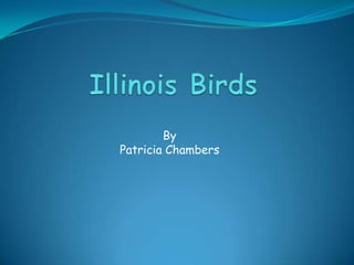 Illinois Birds ByPatricia Chambers 