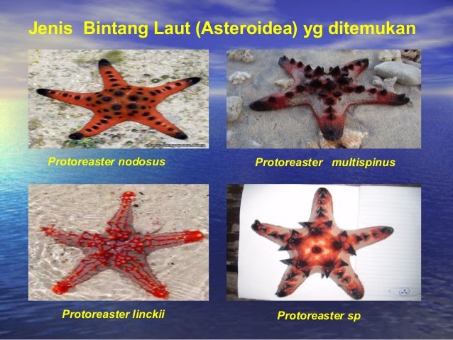 Inventarisasi Jenis  Bintang  Laut 