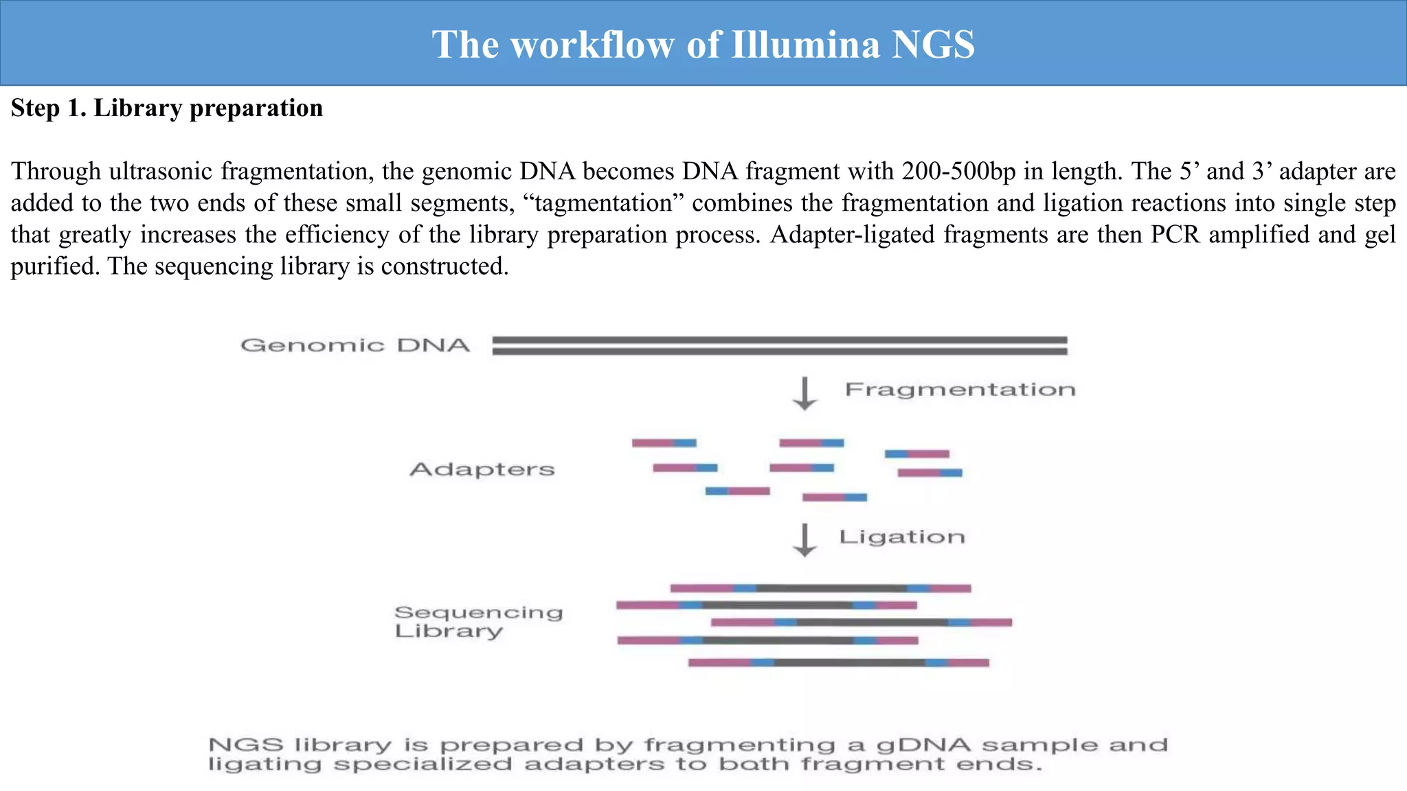 ILLUMINA SEQUENCE.pptx