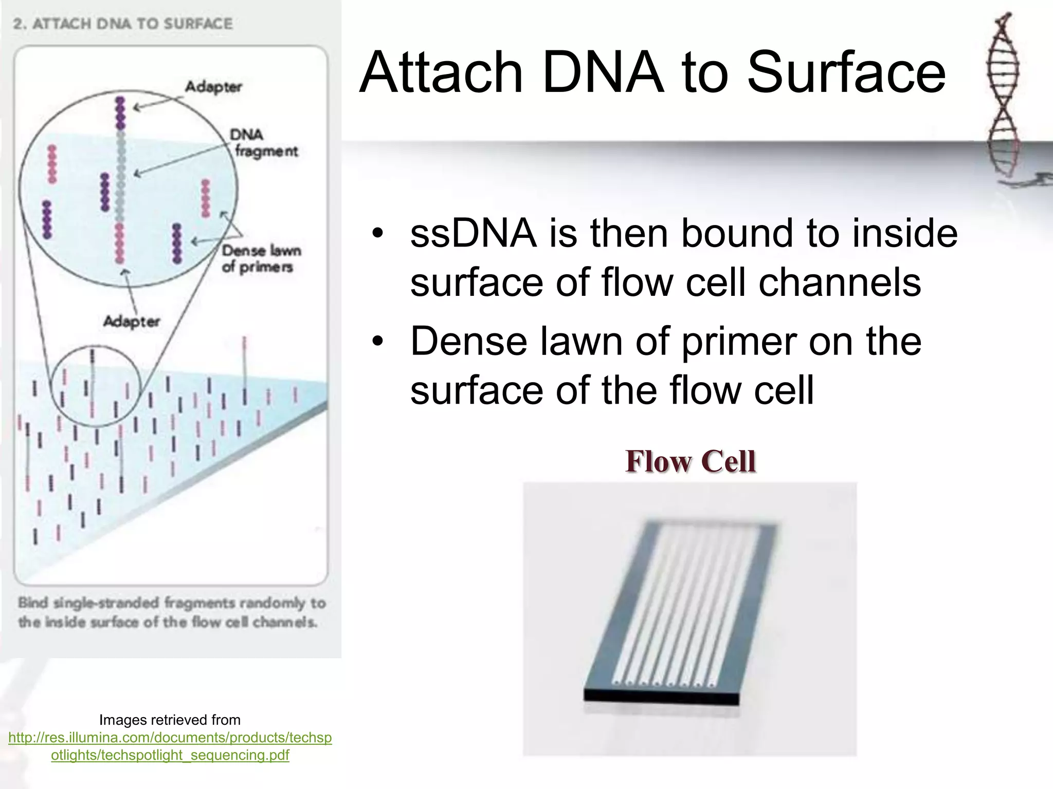 Attach DNA to Surface
• ssDNA is then bound to inside
surface of flow cell channels
• Dense lawn of primer on the
surface of the flow cell
Images retrieved from
http://res.illumina.com/documents/products/techsp
otlights/techspotlight_sequencing.pdf
Flow Cell
 