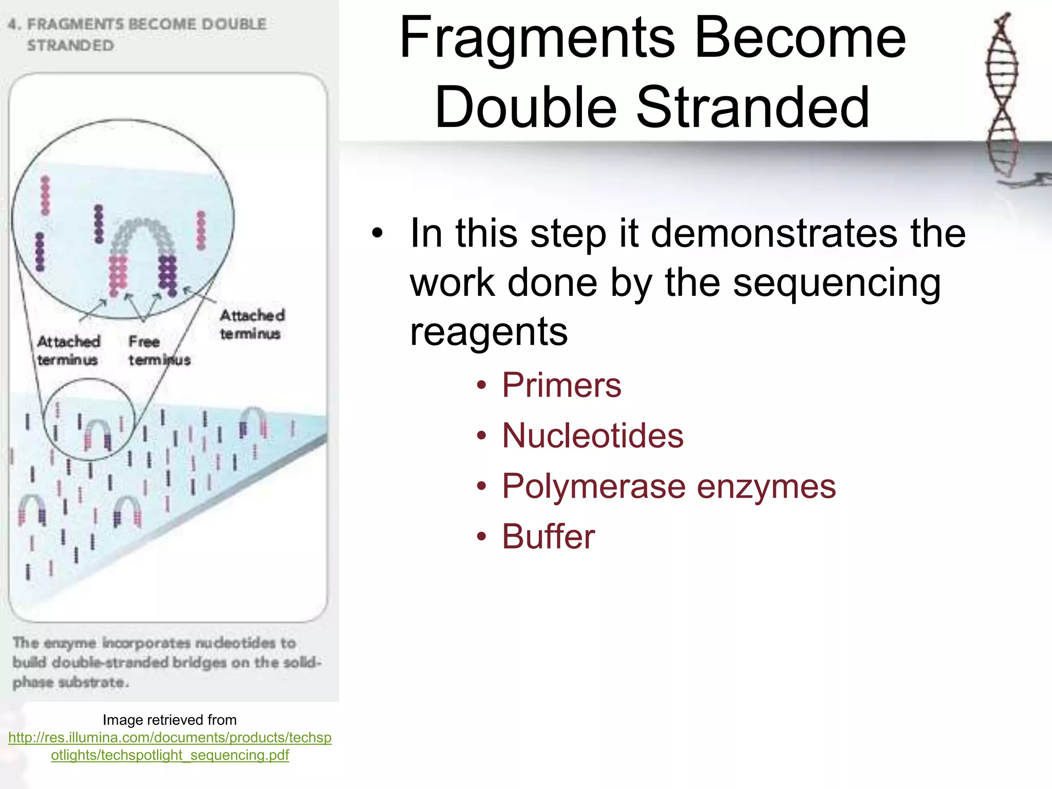 Fragments Become
Double Stranded
• In this step it demonstrates the
work done by the sequencing
reagents
• Primers
• Nucleotides
• Polymerase enzymes
• Buffer
Image retrieved from
http://res.illumina.com/documents/products/techsp
otlights/techspotlight_sequencing.pdf
 