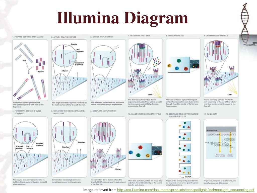illumina-sequencing