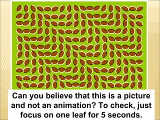 Illusion with excercises! | PPT