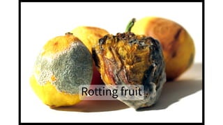 ...
Rotting fruit
 