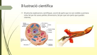 Il·lustració científica
 Il·lustra les explicacions científiques, sovint de parts que no son visibles a primera
vista, bé per les seves petites dimensions, bé per que són parts que queden
internes,
 