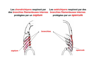 Anatomie comparée des vertébrés 1