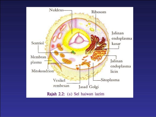 Illustrasi