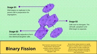 Illustrated Bacteria and Viruses for Elementary.pptx