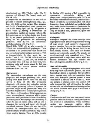Inflammation and Healing
classification) e.g. CD4 T-helper cells, CDg T-
cytotoxic cell, CD2 and CDs Pan-cell marker and
CD? NK cells.
B-Iymphocytes are characterized on the basis of
presence of mature immunoglobulins (lgG, IgA,
IgM, IgE, IgD) on their surface. They comprise
only 5-15% of total peripheral blood lymphocytes.
The B-cells having IgM, IgG, IgD are present in
blood while IgA-bearing B-Iymphocytes are
present in large numbers on mucosal surfaces. The
B-Iymphocytes can be further divided into BI and
B2; BI are present predominantly in peritoneal
cavity and are predisposed for autoantibody
production while Brcells are conventional
antibody-producing cells (Fig. 9.13).
Natural Killer (N.K.) cells are also present in 10-
15% of total peripheral blood lymphocytes. These
are defmed as the lymphocytes which do not have
any conventional surface antigen receptor i.e. TCR
or immunoglobulin. In other words, they are
neither T nor B cells. The NK cells do not have
CD3 molecule but CDI6 and CDS6 are present on
their surface. These cells may kill tumor cells, virus
containing cells and targets coated by IgG non
specifically. They excrete gamma interferon
interleukin 1 and GM- CSF.
Macrophages
The mononuclear macrophages are the main
phagocytic and antigen presenting cells which
develop from bone marrow stem cells and may
survive in body till life. The professional
phagocytic cells destroy the particulate material
while antigen presenting cells (APC) present the
processed antigen to the lymphocytes. They have
horseshoe shaped nucleus and azurophilic granules.
They have a well developed Golgi apparatus and
many intracytoplasmic lysosomes which contain
peroxidases and hydrolases for intracellular killing
of microorganism. Macrophages have a tendency to
adhere to glass or plastic surface and are able to
phagocyte the bacteria and tumor cells through
specialized receptors. These cells also have CDI4
receptors for lipopolysaccharide (LPS) binding
protein normally present in serum and may coat on
Gram negative bacteria. There are CD64 receptor
91
for binding of Fc portion of IgG responsible for
opsonization, extracellular killing and
phagocytosis. Antigen presenting cells (APC) are
associated with immunostimulation, induction ofT-
helper cell activity and communication with other
leucocytes. Some endothelial and epithelial cells
may, under certain circumstances, also acquire the
properties of APC when stimulated by cytokines.
They are found in skin, lymphnodes, spleen and
thymus (Fig. 9.14).
Eosinophils
Eosinophils comprise 2-5% of total leucocyte count
in peripheral blood. They are responsible for killing
of large objects which carmot be phagocytosed
such as parasites. However, they may also act as
phagocytic cells for killing bacteria but it is not
their primary function. These cells have bilobed
nucleus and eosinophilic granules. The granules are
membrane-bound with crystalloid core. These
granules are rich in major basic protein which also
releases histaminase and aryl sulfatase and
leucocyte migration inhibition factor (Fig. 9.15).
Mast cells!Basophils
There are 0.2% basophils in peripheral blood which
have deep violet blue coloured granules. The tissue
basophils are known as mast cells. They are of two
types, mucosal mast cells and connective tissue
mast cells. Basophilic granules present in these
cells are rich in heparin, SRS-A and ECF-A. When
any antigen or allergen comes into contact with
cells, it crosses links with IgE bound on the surface
of mast cells and stimulates the cells to degranulate
and release histamine which plays an active role in
allergy (Fig. 9.16).
Platelets
Platelets are derived from bone marrow and contain
granules. These cells help in clotting of blood and
are involved in inflammation. When endothelial
surface gets damaged, platelets adhere
and aggregate on damaged endothelium and release
 