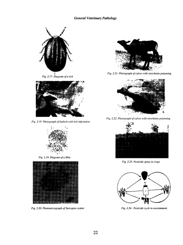 Illustrated veterinary pathology (General & systemic pathology)