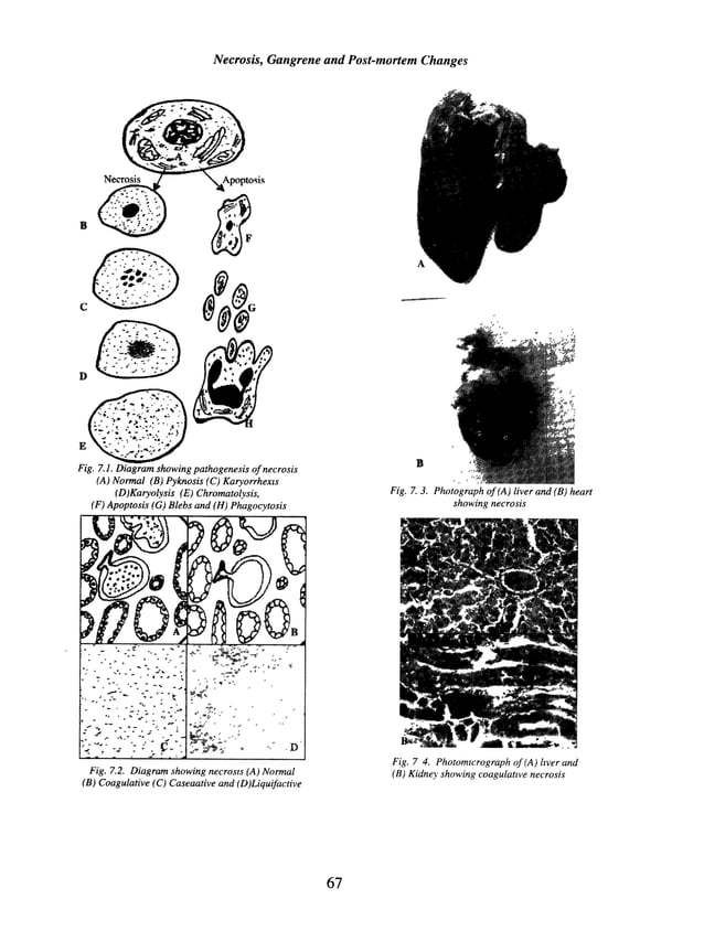 Illustrated veterinary pathology (General & systemic pathology)
