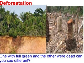   Deforestation One with full green and the other were dead can you see different? 