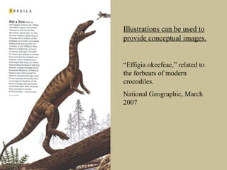 Illustrations can be used to
provide conceptual images.
“Effigia okeefeae,” related to
the forbears of modern
crocodiles.
National Geographic, March
2007
 