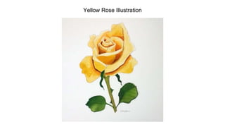 Yellow Rose Illustration
 