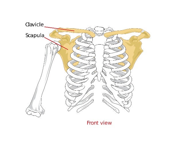 Some body-parts Illustrations and diagrams.