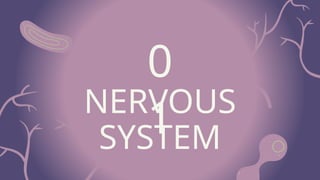 Illustrative Introduction to the Nervous System Slides.pptx