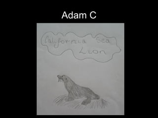 Adam C 