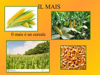 IL MAIS
Il mais è un cereale
 