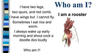 Who am I? I have two legs, 
two spurs, and red comb. 
I have wings but I cannot fly. 
Sometimes I eat rice and 
worm. 
I always wake up early 
morning and shout cock a 
doodle doo loudly 
Who am I? 
I am a rooster 
. 
 