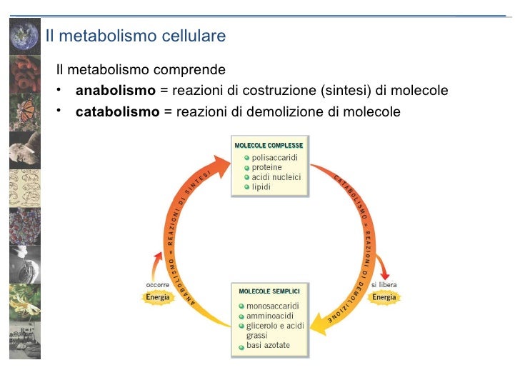 metabolismo anaerobico lactico Mentalidad