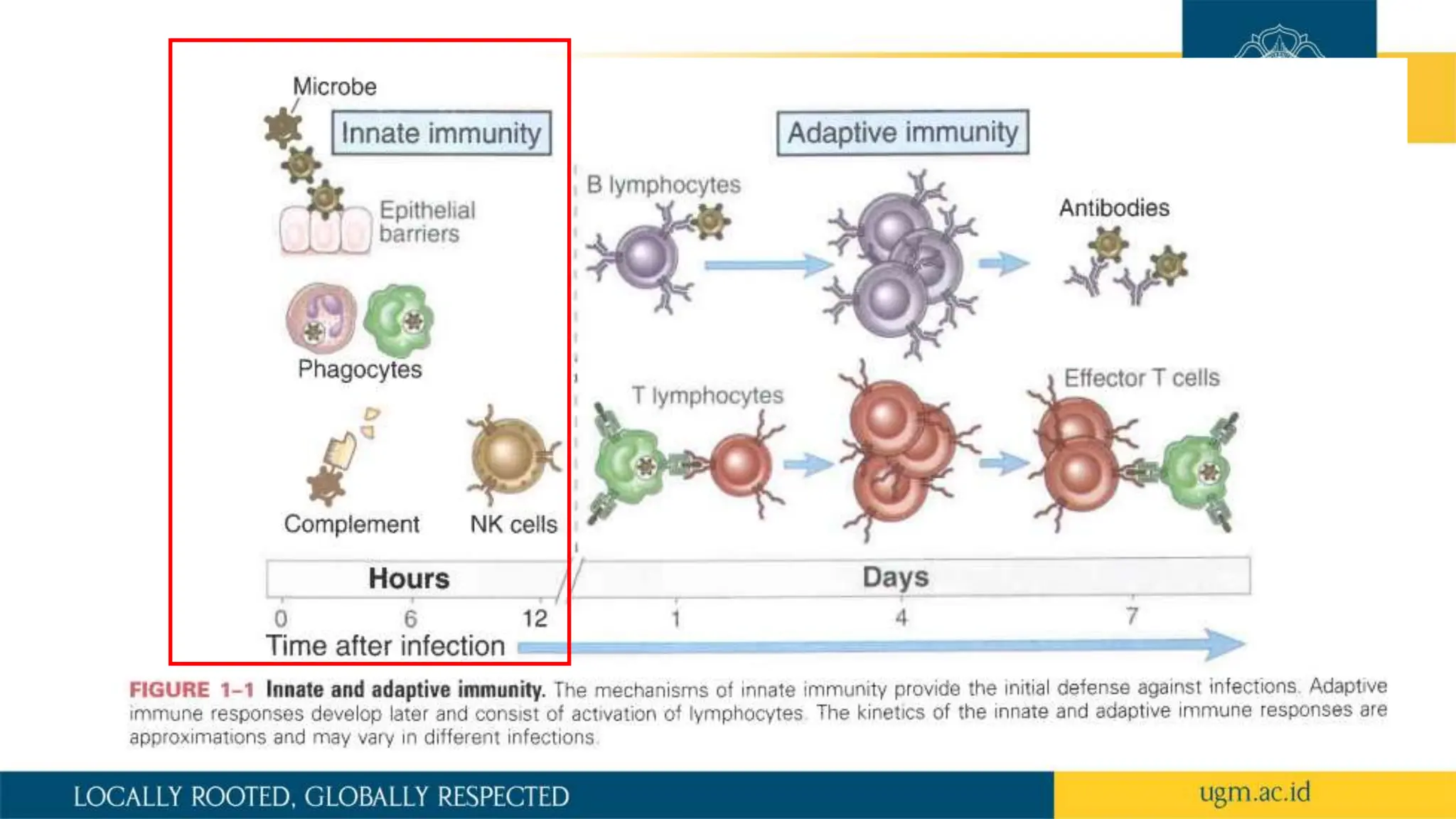 INNATE IMMUNITY.pptx