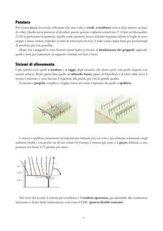 13
Potatura
Può essere secca (invernale, effettuata solo una volta) o verde, a tenditura (estiva, fatta almeno un paio
di volte). Quella secca permette di decidere quante gemme vogliamo conservare (7-10 per un’alta qualità,
15-25 se preferiamo la quantità). Quella verde permette invece di pulire la pianta, ridurre le foglie se sono
troppe e fanno ombra, impedire ai rami di intrecciarsi tra loro. I tralci vanno legati bene per permettergli
di assorbire più sole possibile.
Dopo che i grappoli si sono formati (metà luglio) si ricorre al diradamento dei grappoli, tagliando
quelli a terra per mantenere un rapporto ottimale tra fiori e frutti.
Sistemi di allevamento
I più antichi sono quelli a tendone e a raggi, degli etruschi, che danno però vini pochi eleganti con
sentori erbacei. Molto particolare quello ad alberello basso, tipico di Pantelleria e di climi caldi, dove il
tronco è interrato e sono lasciate 6-8 gemme alla pianta, per vini di grande qualità.
Il sistema a pergola, semplice o doppia, inizia ad essere sorpassato da quello a spalliera.
I sistemi a spalliera consentono un’esposizione ottimale, per cui sono i più utilizzati soprattutto negli
ambienti freddi e con poche ore di luce solare. In Europa il sistema più usato è il guyot, abbinato a una
potatura che lascia 8-15 gemme per ramo.
Nel resto del mondo il sistema per eccellenza è il cordone speronato, più adattabile alla vendemmia
meccanica e di più facile realizzazione, così come il GDC (geneva double courtain).
 