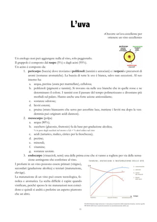 15
L’uva
«Occorre un’uva eccellente per
ottenere un vino eccellente»
Un enologo non può aggiungere nulla al vino, solo peggiorarlo.
Il grappolo è composto dal raspo (5%) e dagli acini (95%).
Un acino è composto da:
1.   pericarpo (buccia) dove troviamo i polifenoli (tannini e antociani) e i terpeni e precursori di
aromi (sostanze aromatiche). La buccia di tutte le uve è bianca, salvo rare eccezioni. Al suo
interno ha:
a.   acqua, pectina (usata per marmellate), cellulosa;
b.   polifenoli (pigmenti e tannini). Si trovano sia nelle uve bianche che in quelle rosse e ne
determinano il colore. I tannini con il passare del tempo polimerizzano e diventano più
morbidi sul palato. Hanno anche una forte azione antiossidante;
c.   sostanze odorose;
d.   lieviti esterni;
e.   pruina (strato biancastro che serve per assorbire luce, trattiene i lieviti ma dopo la ven-
demmia può originare acidi dannosi).
2.   mesocarpo (polpa)
a.   acqua (80%);
b.   zucchero (glucosio, fruttosio) fa da base per gradazione alcolica;
% in peso degli zuccheri nel mosto x 0,6 = % alcol etilico nel vino
c.   acidi (tartarico, malico, citrico per la freschezza);
d.   pectine;
e.   minerali;
f.   vitamine;
g.   sostanze azotate.
3.   endocarpo (vinaccioli, semi) una delle prima cose che si vanno a togliere per via della sensa-
zione astringente che conferisce al vino.
I profumi in un vino possono essere primari (vitigno),
secondari (gradazione alcolica) e terziari (maturazione,
elevàge).
La maturazione di un vino può essere tecnologica, fe-
nolica e aromatica. La scelta difficile è capire quando
vinificare, perché spesso le tre maturazioni non coinci-
dono e quindi si andrà a preferire un aspetto piuttosto
che un altro.
 
